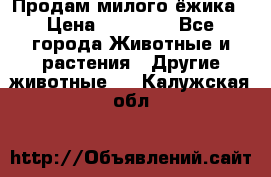 Продам милого ёжика › Цена ­ 10 000 - Все города Животные и растения » Другие животные   . Калужская обл.